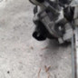 Moteur essuie glace avant NISSAN QASHQAI 2