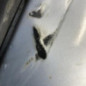 Pare choc arriere PEUGEOT PARTNER 1