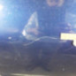 Porte arriere droit PEUGEOT 206