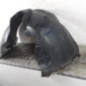 Pare boue avant gauche CITROEN C4 2