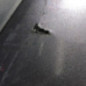 Pare choc arriere AUDI A3 1