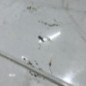 Pare choc arriere CITROEN C3 1