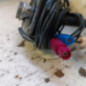 Antenne RENAULT MEGANE 3
