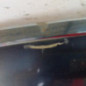 Capot CITROEN C4 PICASSO 1