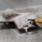 Vase de lave glace RENAULT SCENIC 1