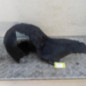 Pare boue arriere gauche FORD C-MAX 2