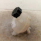 Vase d'expansion CITROEN DS3
