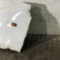 Aile avant gauche RENAULT MASTER 2