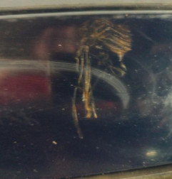 Pare choc arriere FIAT GRANDE PUNTO Photo n°5
