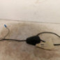 Antenne RENAULT CAPTUR 2