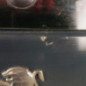 Malle/Hayon arriere PEUGEOT 308 2