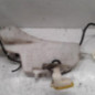 Vase de lave glace RENAULT SCENIC 1