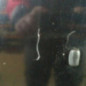 Capot FORD FIESTA 5