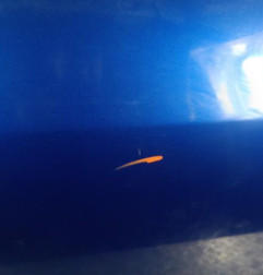 Porte avant droit MAZDA 3 1 Photo n°3