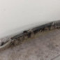 Renfort pare choc arriere (traverse) RENAULT ESPACE 4