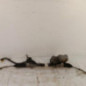 Cremaillere assistee CITROEN C4 PICASSO 2