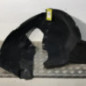 Pare boue avant droit SEAT IBIZA 4