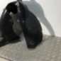 Pare boue avant droit SEAT IBIZA 4