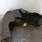 Pare boue arriere droit AUDI A5 1
