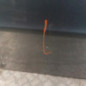 Porte arriere gauche PEUGEOT 508 1 SW