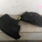 Pare boue avant droit PEUGEOT 508 1 SW