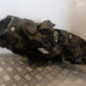 Optique avant principal droit (feux)(phare) RENAULT MEGANE 2