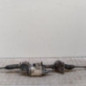 Cremaillere assistee VOLKSWAGEN GOLF PLUS