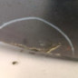 Pare choc avant BMW SERIE 3 E91