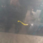 Porte avant droit SEAT LEON 2