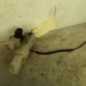 Serrure avant gauche RENAULT CLIO 2