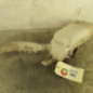 Vase de lave glace RENAULT CLIO 3