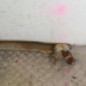 Renfort pare choc arriere (traverse) CITROEN C3 1