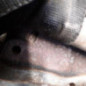 Moteur NISSAN CABSTAR 2