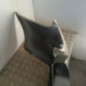 Pare choc arriere RENAULT LAGUNA 2