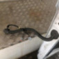 Porte de coffre droit FORD TRANSIT 5