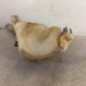 Vase de lave glace CITROEN BERLINGO 2