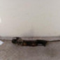 Cremaillere assistee CITROEN BERLINGO 1