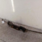 Cremaillere assistee CITROEN BERLINGO 1