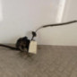 Serrure arriere gauche RENAULT CLIO 4