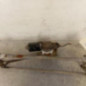 Moteur essuie glace avant CHRYSLER PT CRUISER