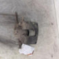 Etrier arriere gauche (freinage) PEUGEOT BOXER 3