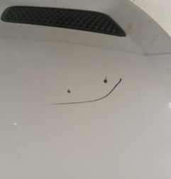 Capot RENAULT SCENIC 1