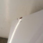Capot RENAULT SCENIC 1