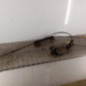 Bloc electrique de frein a main RENAULT SCENIC 2