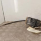 Serrure arriere droit VOLKSWAGEN TOURAN 1