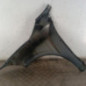 Aile avant droit RENAULT MEGANE 3