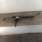 Cremaillere assistee RENAULT KANGOO 1