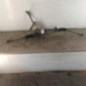 Cremaillere assistee FORD FOCUS 1