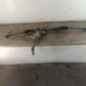 Cremaillere assistee FORD FOCUS 1