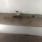 Cremaillere assistee RENAULT KANGOO 2